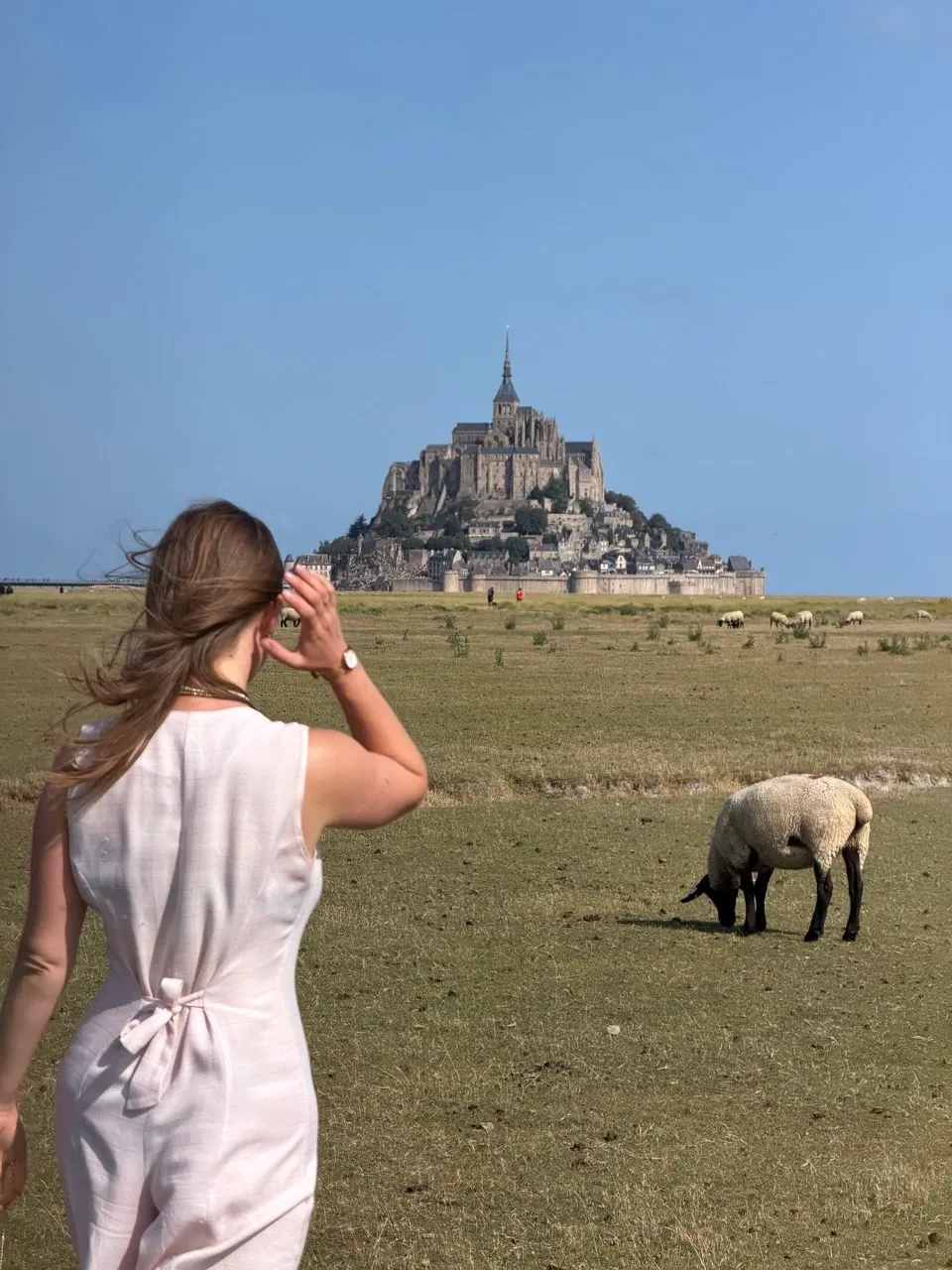 A guest photographing Mont Saint-Michel beside grazing sheep